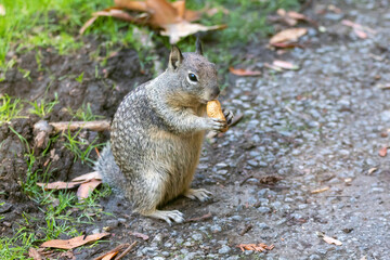 Naklejka na ściany i meble A squirrel eating a snack