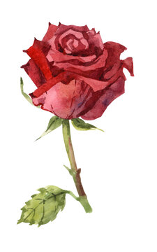 Red watercolor rose. Hand drawn botanical illustration