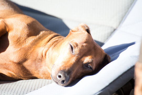 Sunbathing dachshund with squinted eyes