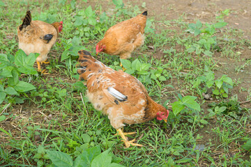 Free range organic chickens  or hen poultry in a country farm