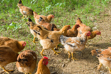 Free range organic chickens  or hen poultry in a country farm