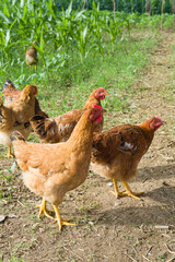 Free range organic chickens  or hen poultry in a country farm