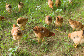 Free range organic chickens  or hen poultry in a country farm