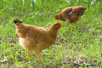 Free range organic chickens  or hen poultry in a country farm