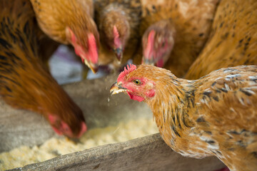 Free range chicken eating nutriment on a farm