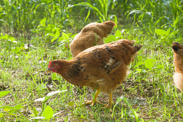 Free range organic chickens  or hen poultry in a country farm