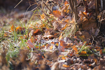 Fall leaves cover grass