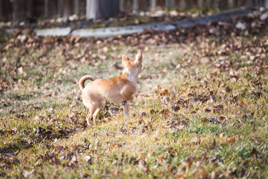 Chihuahua dog in grassy yard with leaves