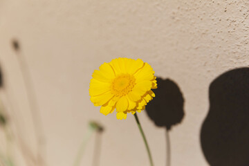 Yellow flower blooming in front of stucco wall