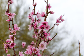 Cherry blossoms blooming