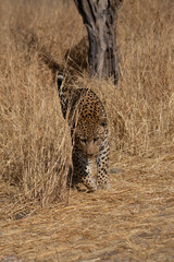 a leopard searching for prey in the grasslands of Namibia's Kalahari Desert