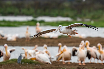 White pelican, Pelecanus onocrotalus, in Lake Kerkini, Greece. Pelicans on blue water surface. Wildlife scene from Europe nature. Bird mountain background. Birds with long orange bills.