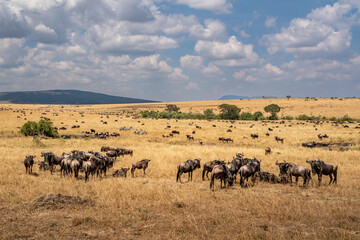 Wildebeest migration, Tanzania, Africa masai mara