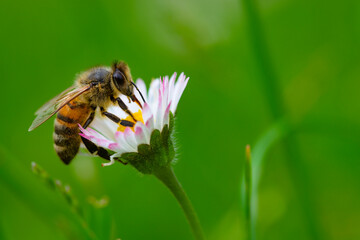 Macro of bee on a daisy