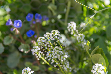 Sweet Alyssum flowers with other plants