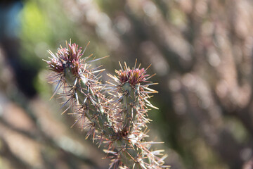 Spikey desert cactus