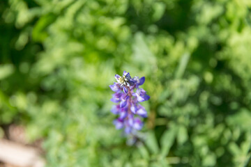 Blue lupine blooms in greenery