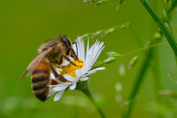 Macro of bee on a daisy