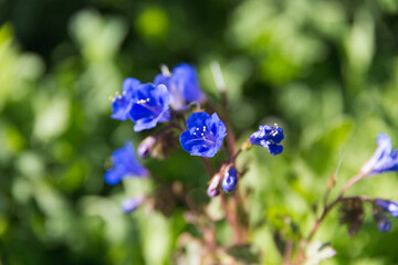 Blooming blue flowers with green background