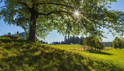 View of rural park in countryside. Beautiful green grass lawn, oak trees and path illuminate by...