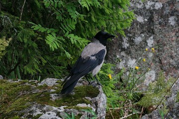 crow on the ground