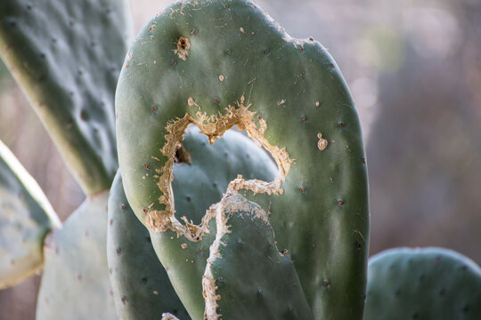 Hole in cactus