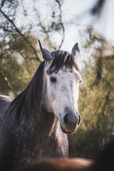 Obraz premium Gray horse with white face