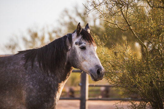 Gray horse with white face and shrub