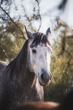 Gray horse with white face