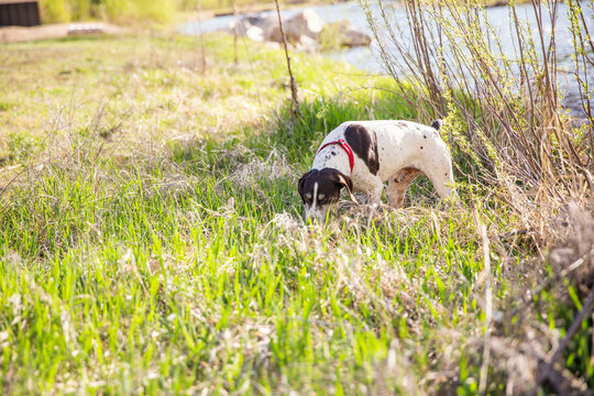 Dog investigates in grass near water