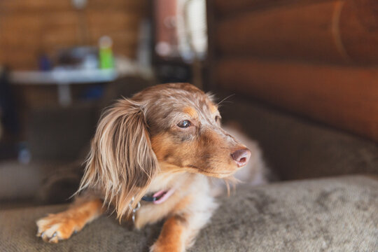 Dachsund peers out window from couch