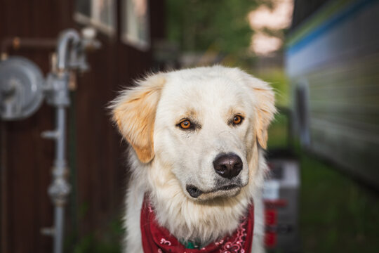 Cute blond dog with bandana