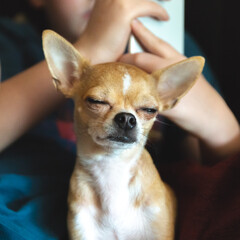Cute and sleepy chihuahua on childs lap, with eyes closed