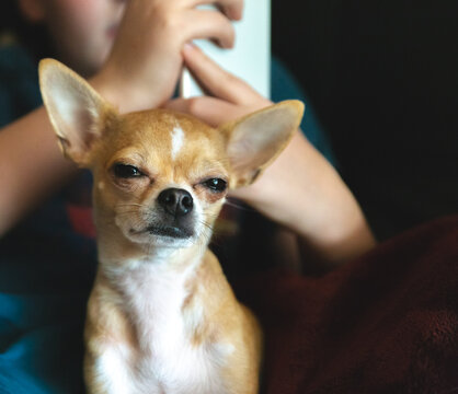 Cute chihuahua sitting in childs lap