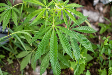 A stalk of cannabis plant in summer.