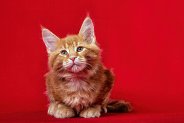 Fototapeta na wymiar A beautiful red Maine Coon kitten lies on a red background in the studio...
