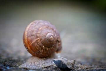 snail on a leaf