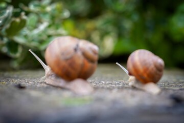 snails in the garden