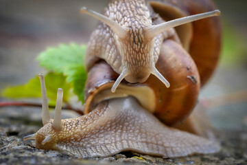 snails in the garden