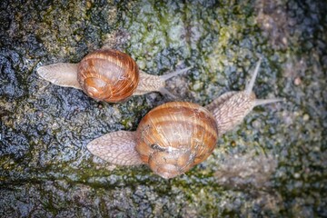 snails in the garden