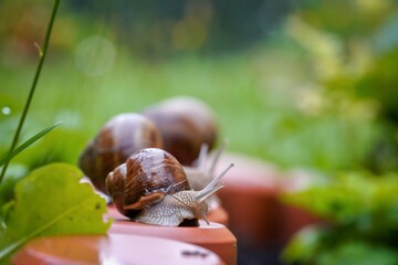 snails in the garden