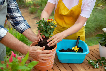 Fototapeta premium Cropped image of woman and man growing plants. Female and male gardeners in aprons and gloves holding flower in pot. Gardening, hobby concept