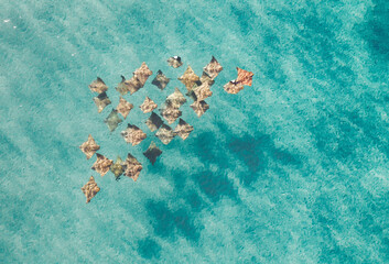 Aerial view of a rays in blue pristine water