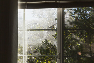 Window with sunshine and plants outside it
