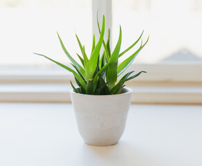 Aloe plant in white pot in window