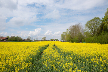 blooming canola field at the outskirts of a village, cloudy sky