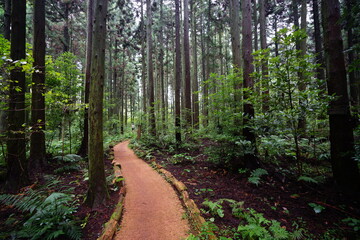 fine cedar forest and people