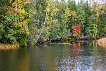 River flowing in a forest with autumn colors