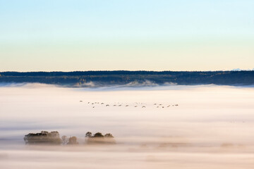 Morning mist in a landscape view and flying birds