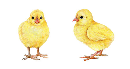 Chick hand drawn illustration set. Small yellow newborn baby chicken. Tiny fluffy chick front and side view set. White background